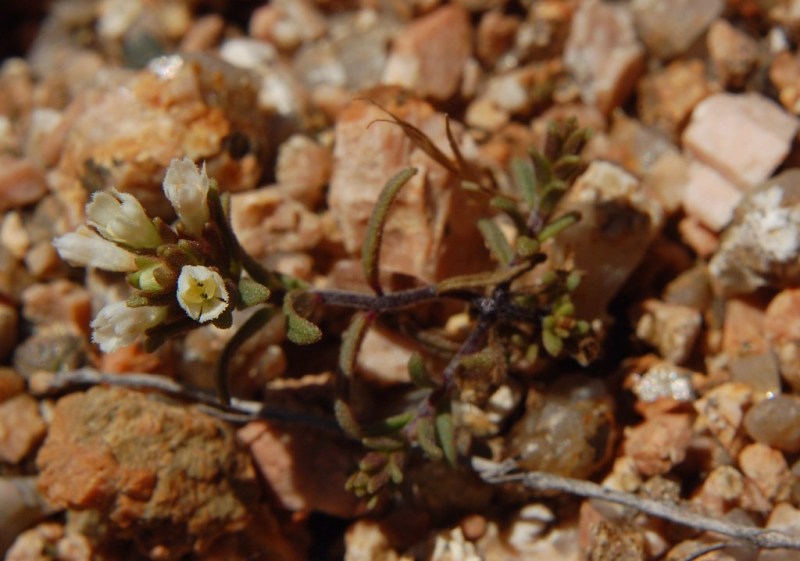 Odontites corsicus / Perlina sardo-corsa